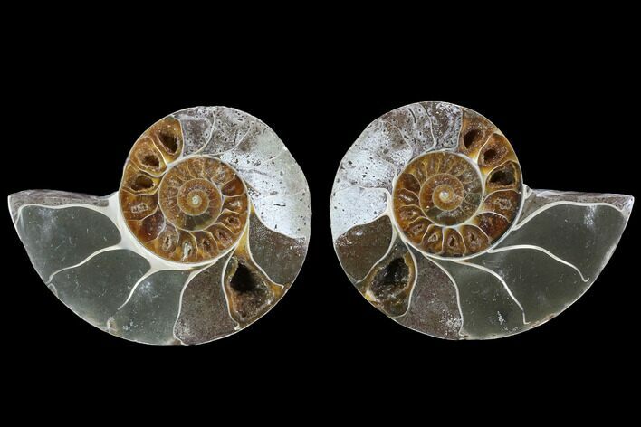 Cut & Polished Ammonite (Anapuzosia?) Pair - Madagascar #88016
